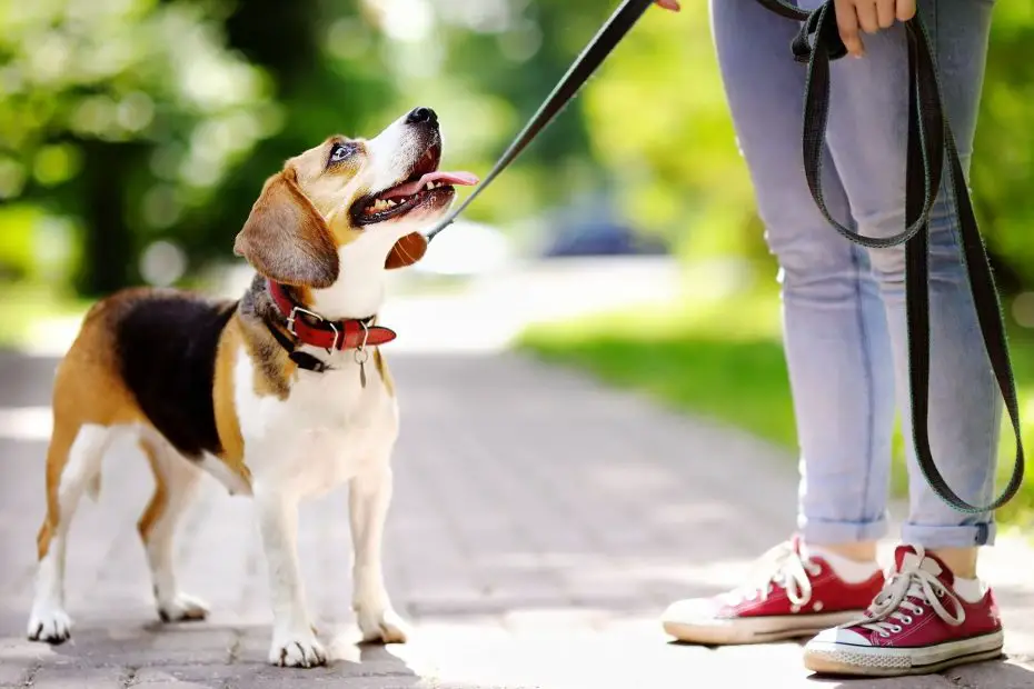 aplicaciones para pasear perros