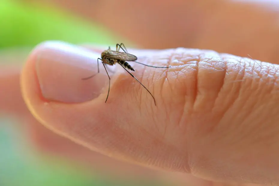 Aplicaciones para identificar mosquitos